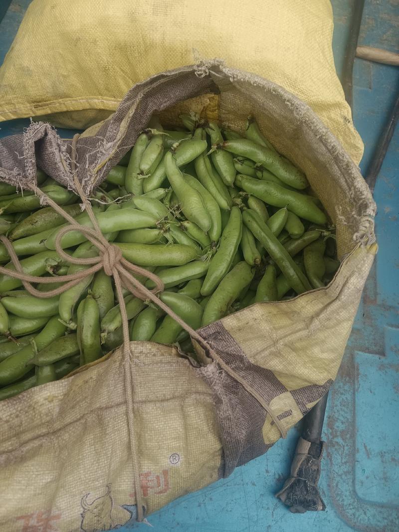 香蕉品种青蚕豆荚供应中欢迎各位老板前往定购