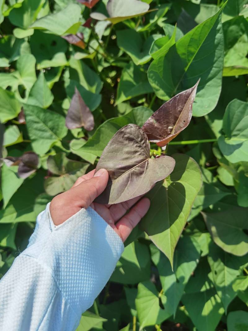 西瓜红红薯苗15~25cm