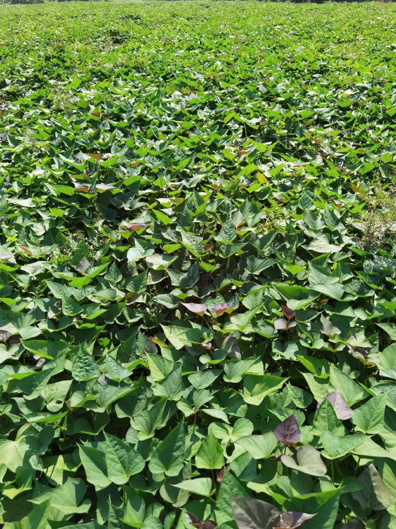 西瓜红红薯苗15~25cm