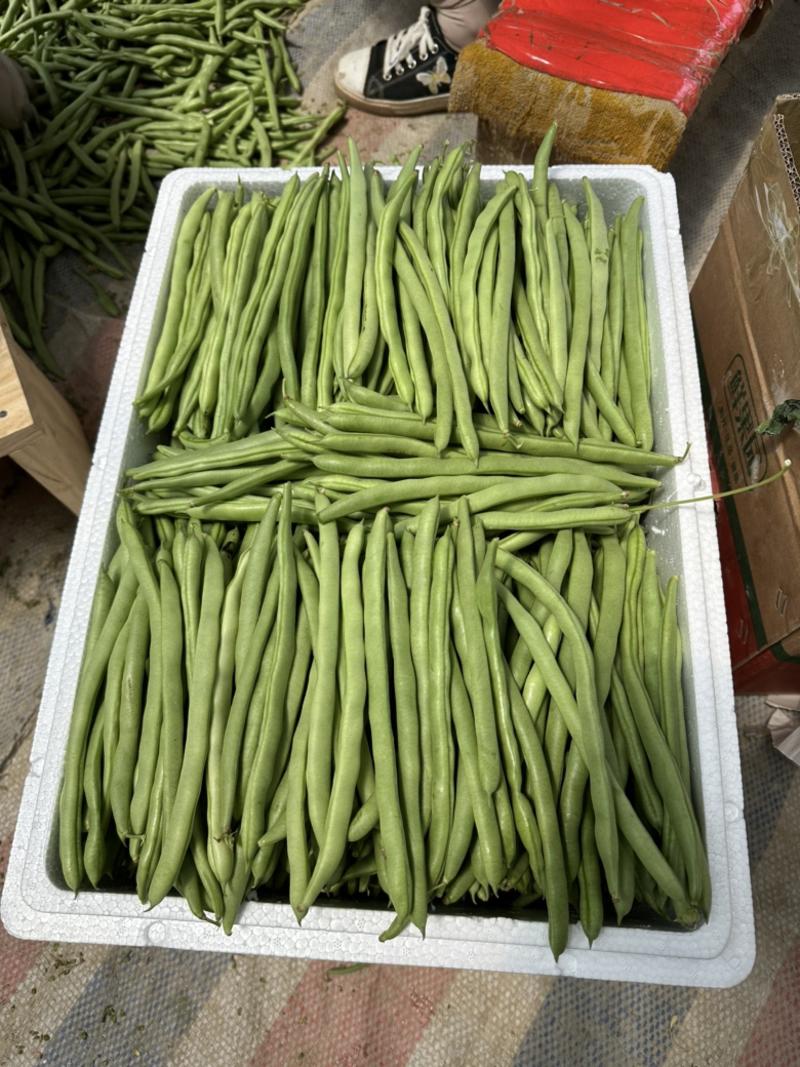 福建四季豆，每根22cm左右，原产地发货，专业代办农产品