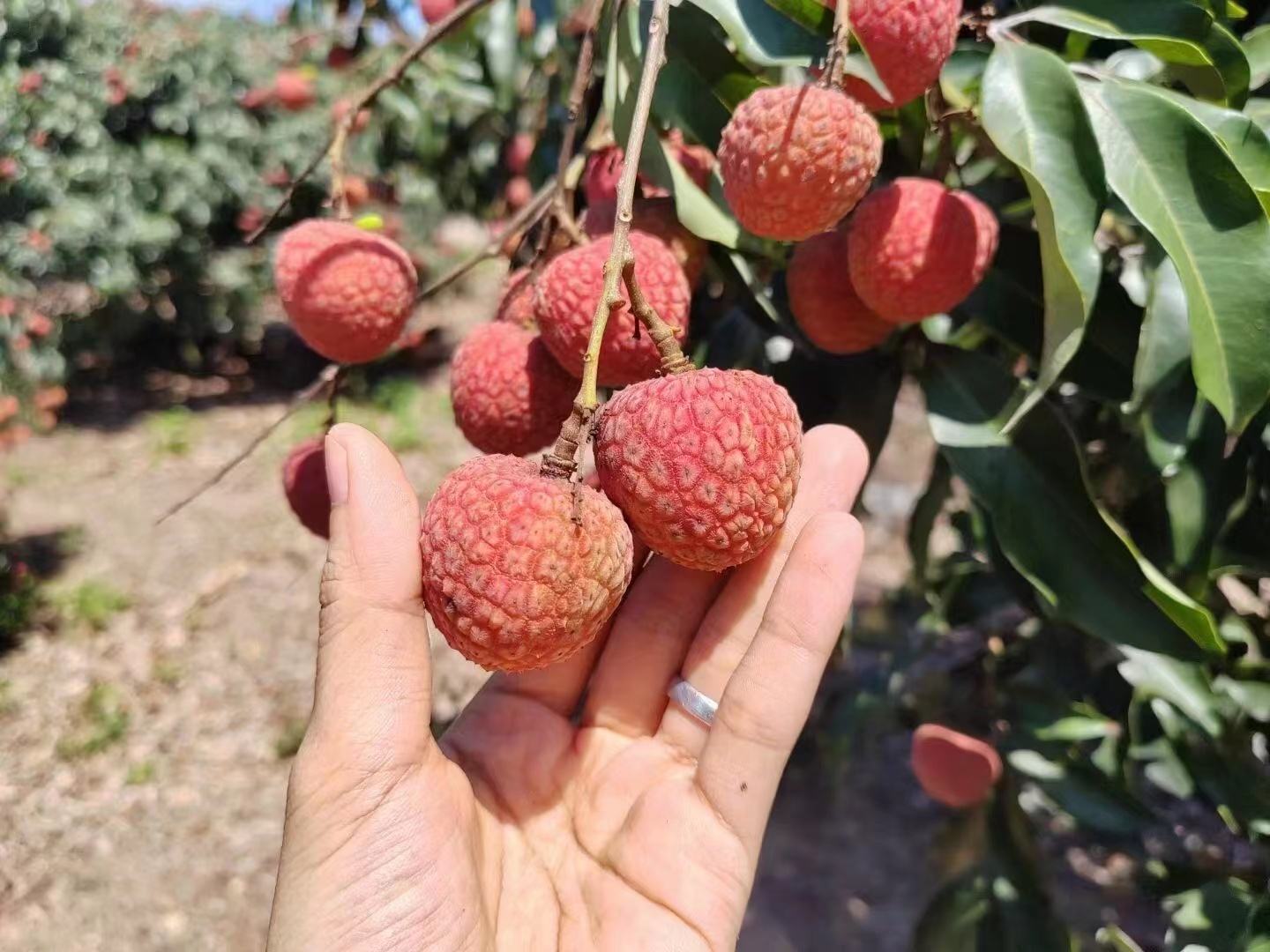 黑叶荔枝与白糖罂荔枝对比图