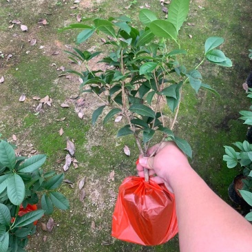 四季桂花