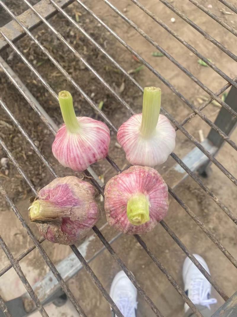 紫皮大蒜云南种子早熟蒜电商货