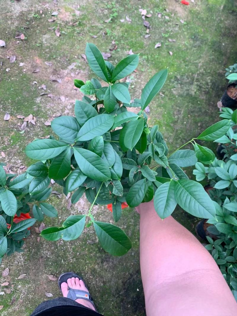 四季桂花