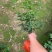 四季桂花