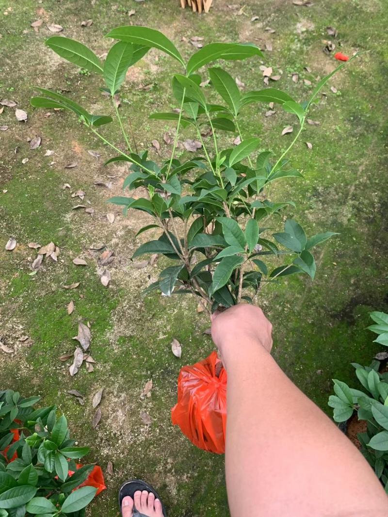 四季桂花