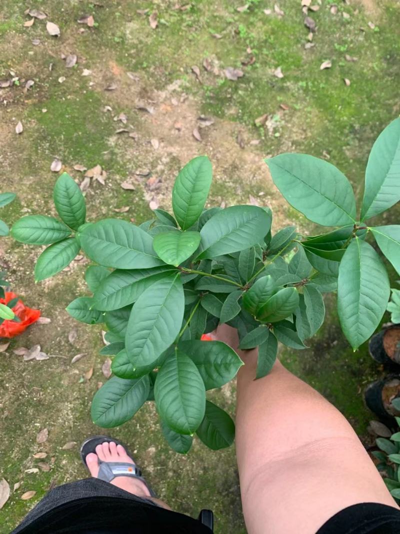 四季桂花