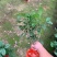 四季桂花