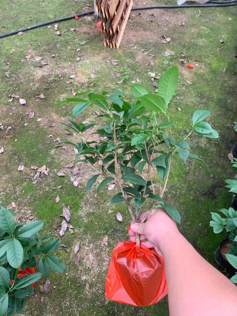 四季桂花