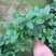 四季桂花