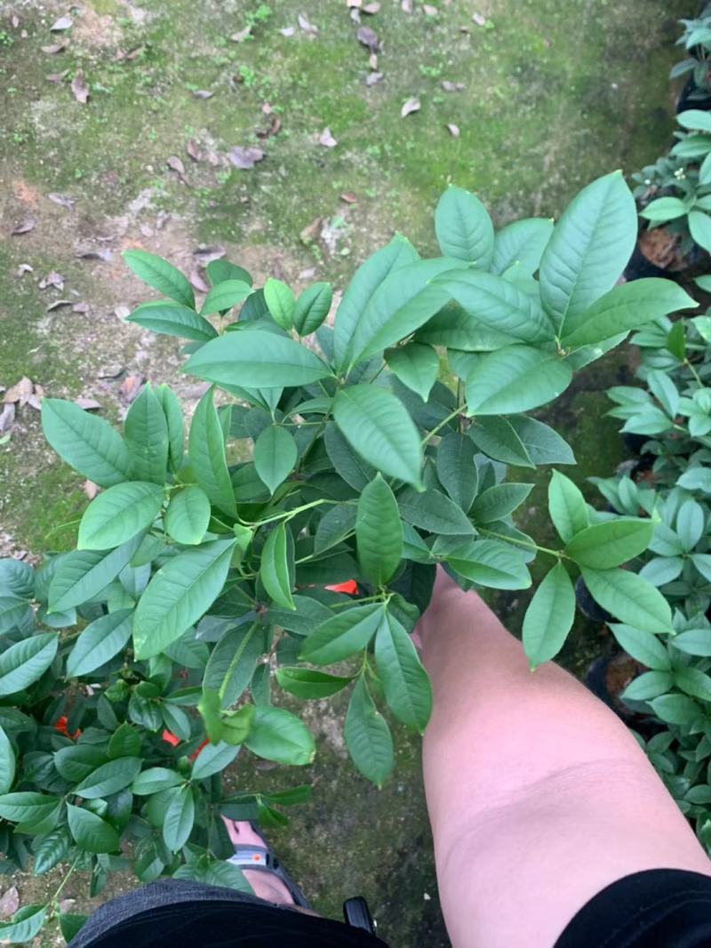 四季桂花