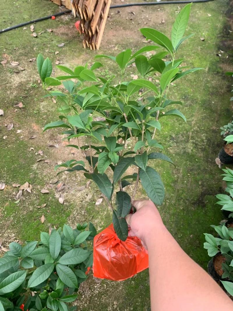 四季桂花