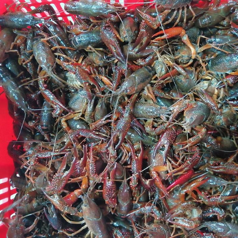 潜江小龙虾产地大量供应肉质饱满一手货源支持全国发货清水虾