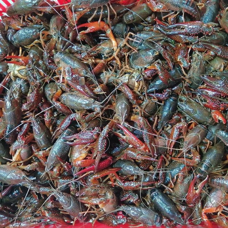 潜江小龙虾产地大量供应肉质饱满一手货源支持全国发货清水虾