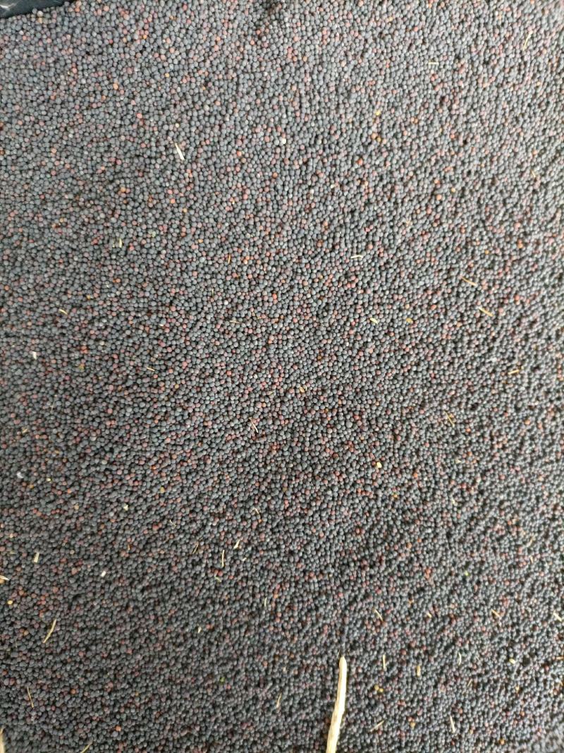 罗平油菜籽