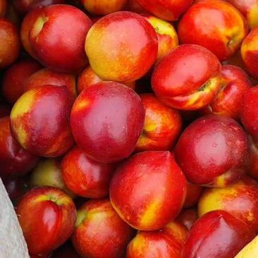 山东油桃大量上市销售品种多，口感甜质优价廉，全国发货