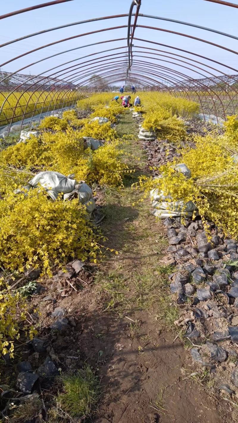 地接金叶榆杯苗40厘米高起步