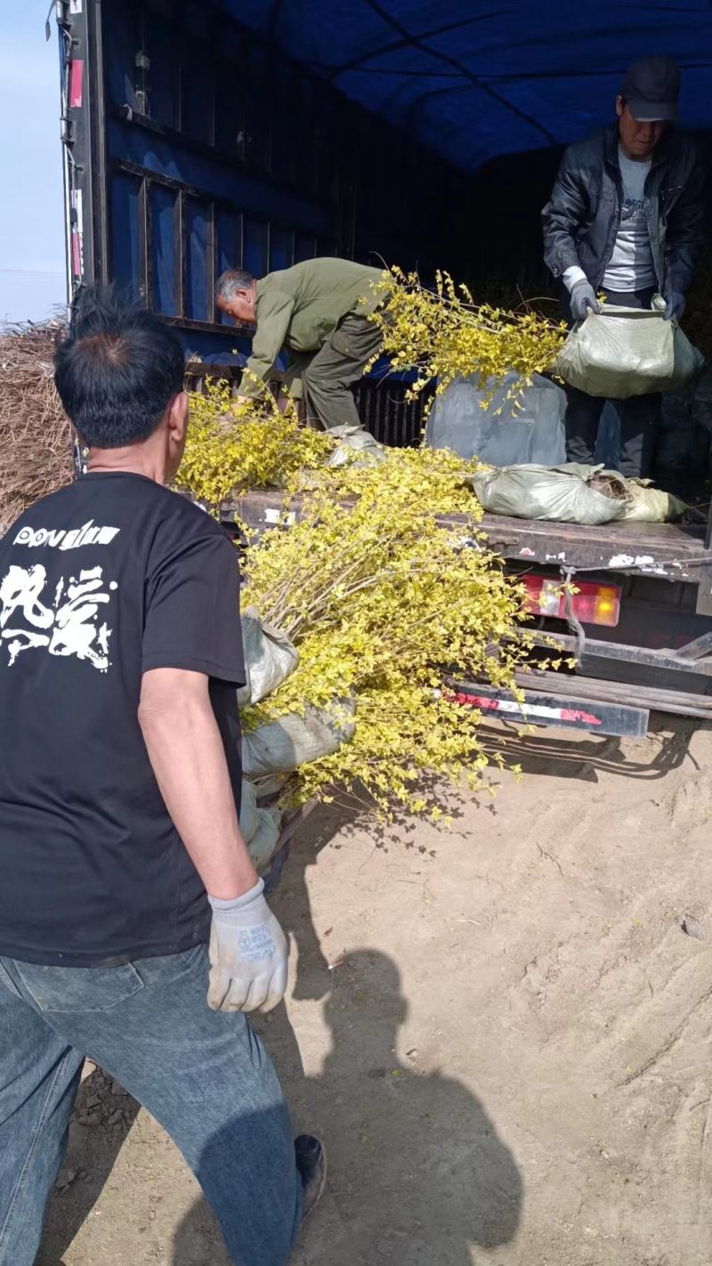 地接金叶榆杯苗40厘米高起步