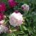重瓣芍药