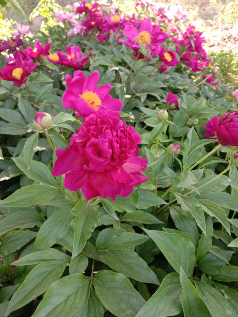重瓣芍药
