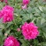 重瓣芍药