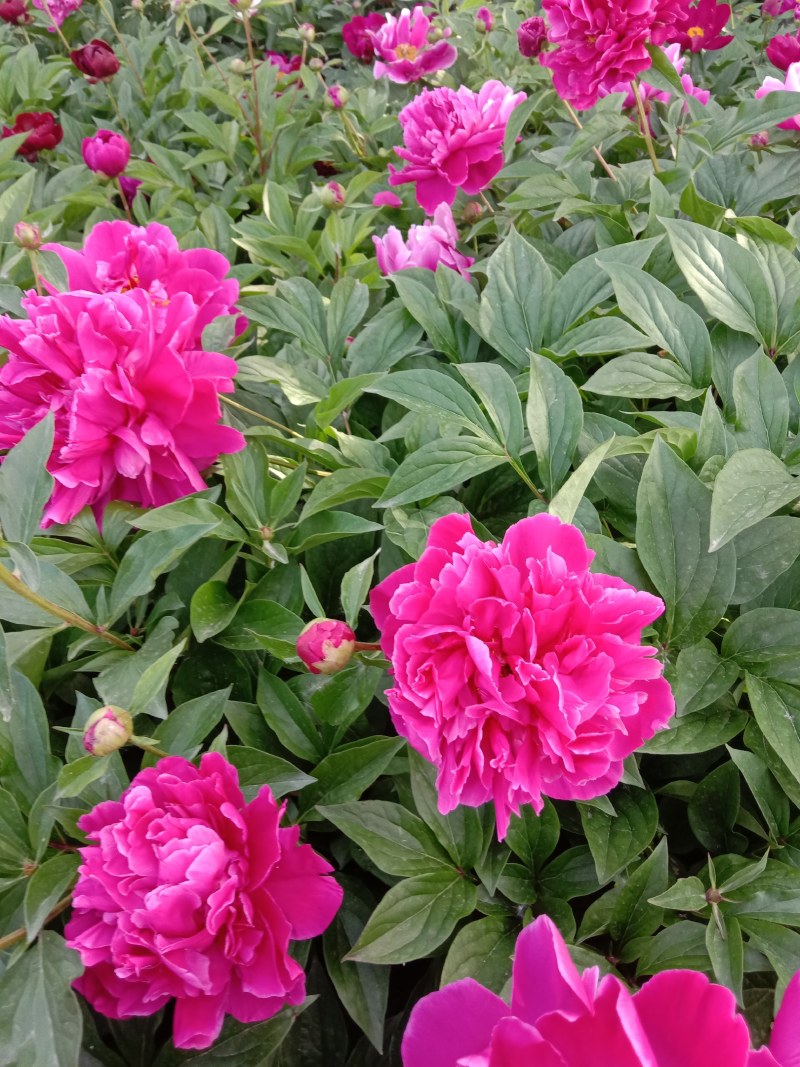 重瓣芍药