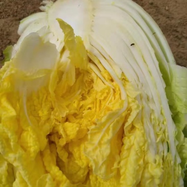 精品娃娃菜，高原夏菜，现砍现装，物超所值，