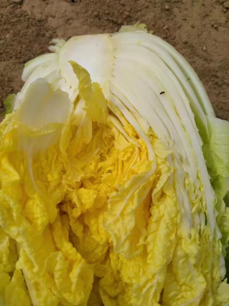 精品娃娃菜，高原夏菜，现砍现装，物超所值，