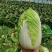 精品娃娃菜，高原夏菜，现砍现装，物超所值，