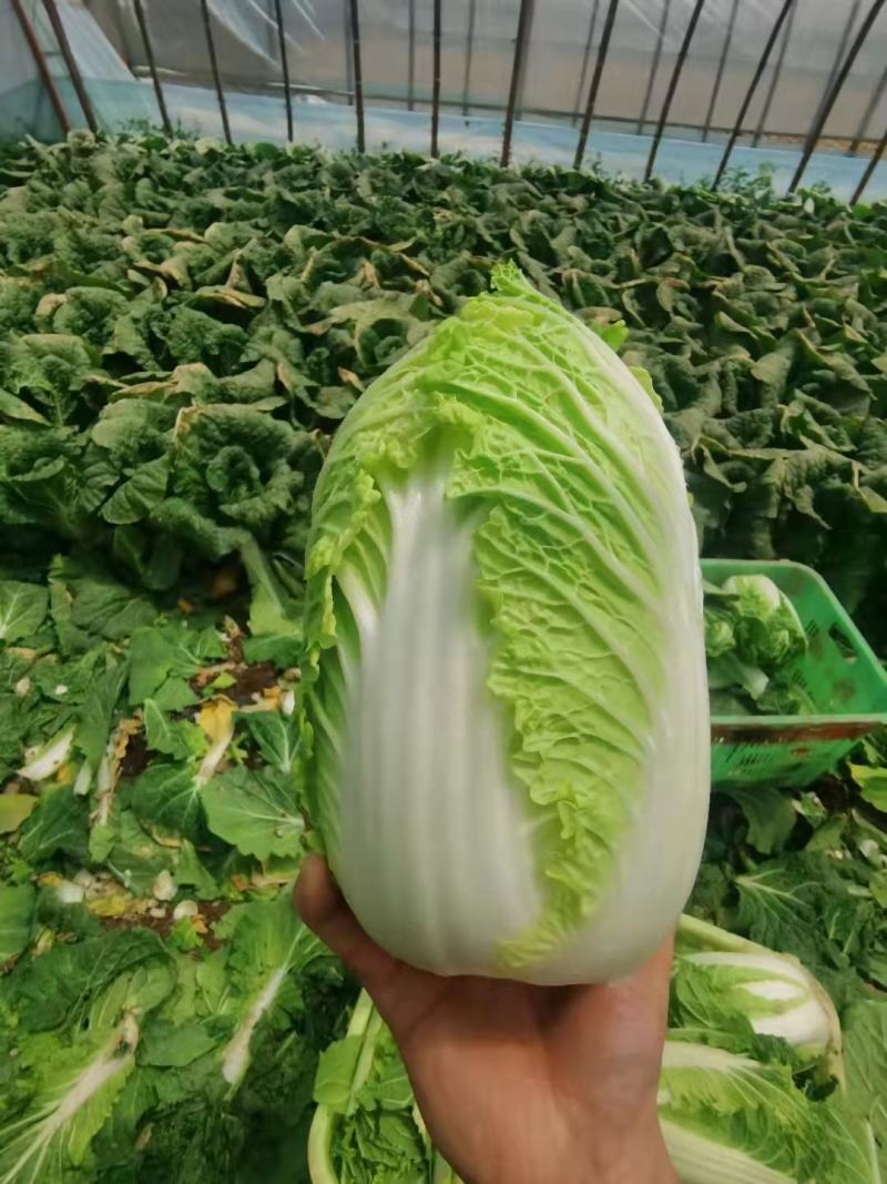 精品娃娃菜，高原夏菜，现砍现装，物超所值，