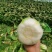 精品娃娃菜，高原夏菜，现砍现装，物超所值，