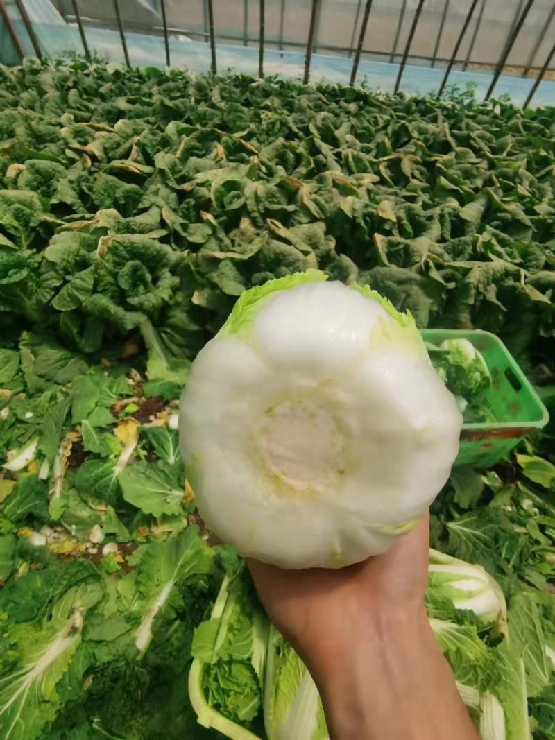 精品娃娃菜，高原夏菜，现砍现装，物超所值，
