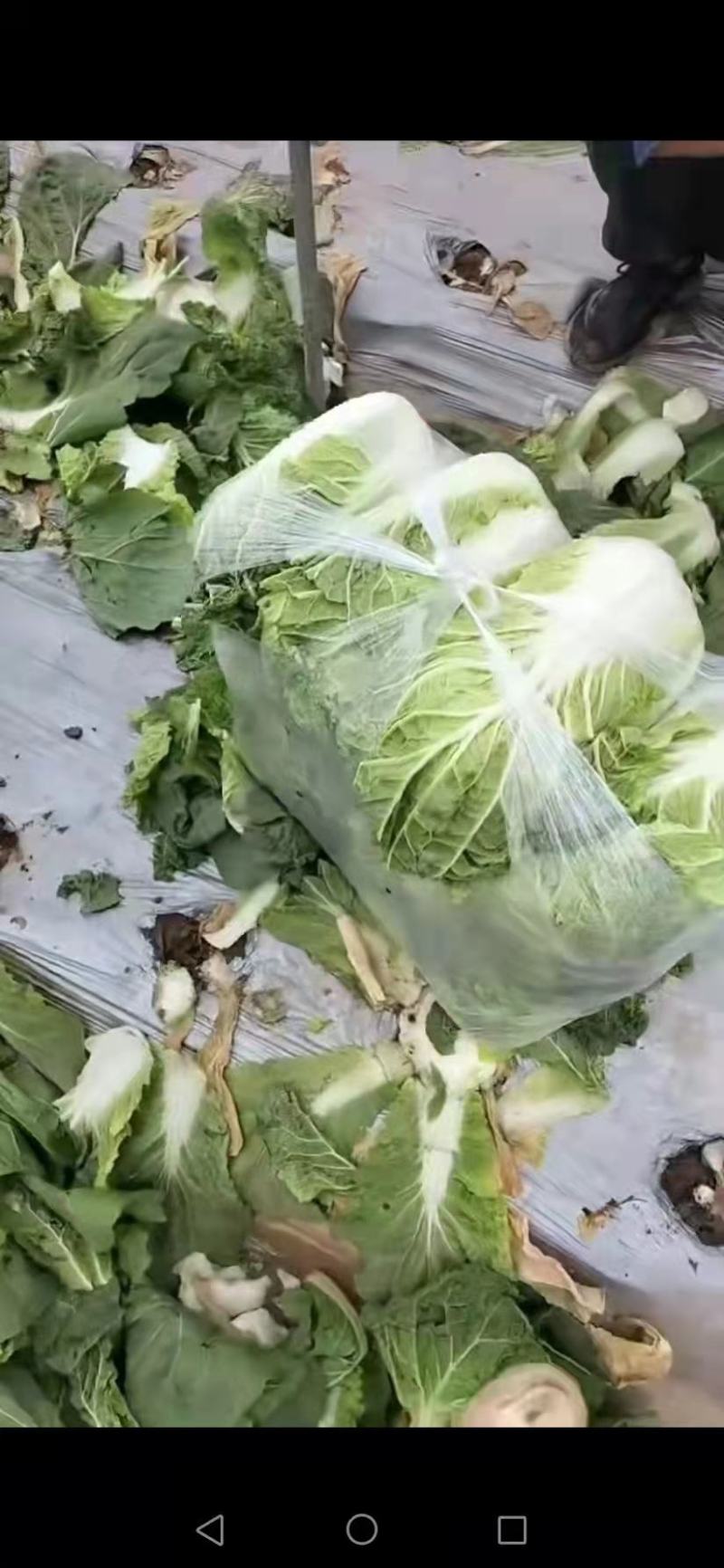 精品娃娃菜，高原夏菜，现砍现装，物超所值，