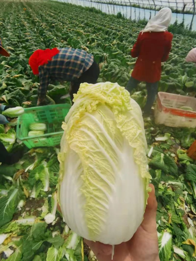 精品娃娃菜，高原夏菜，现砍现装，物超所值，