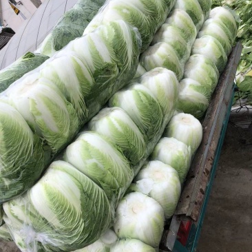 黄心大白菜