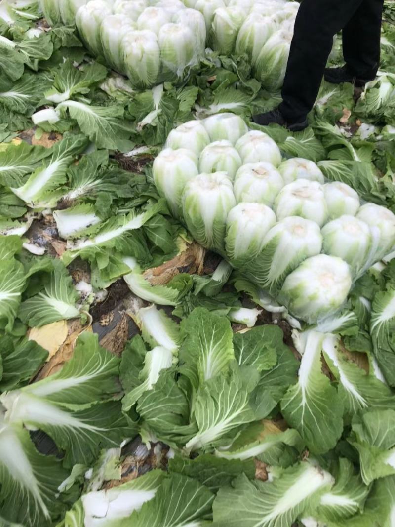 黄心大白菜