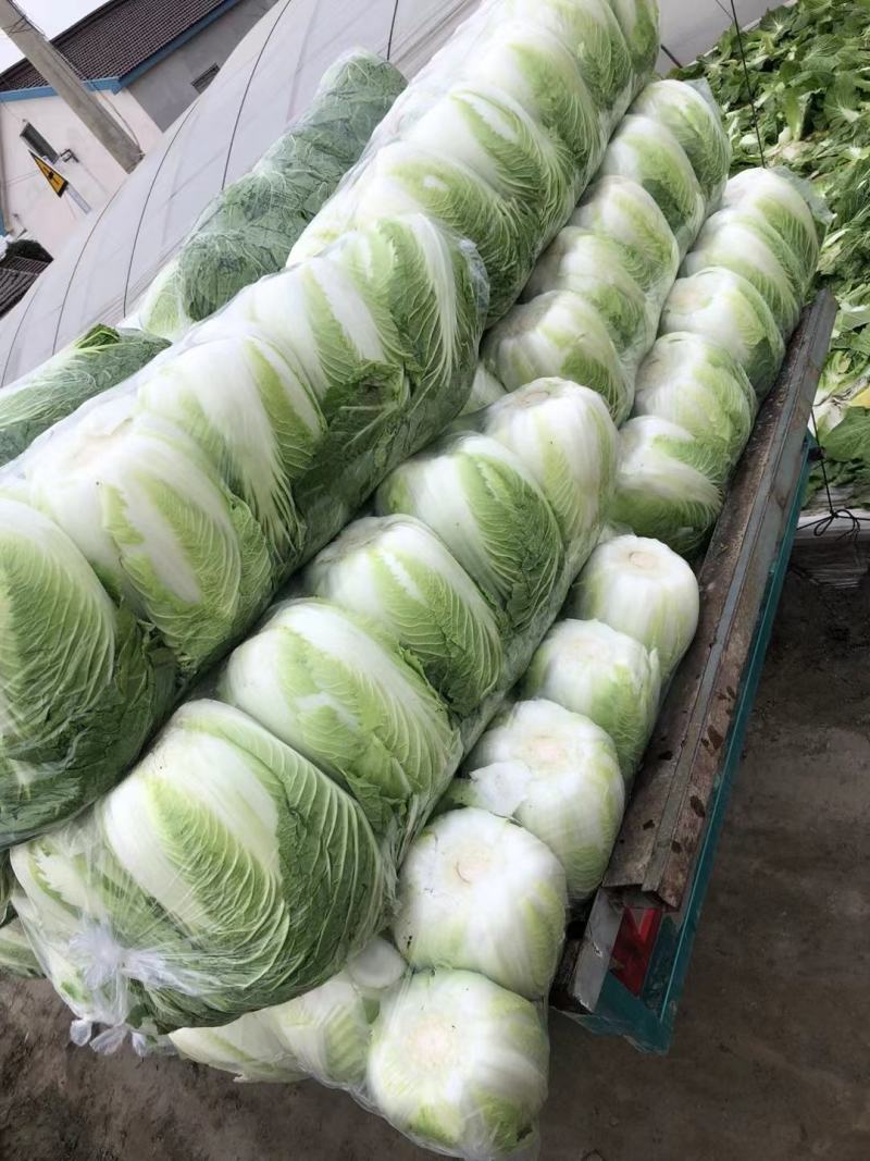 黄心大白菜