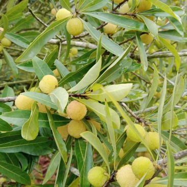新鲜白杨梅