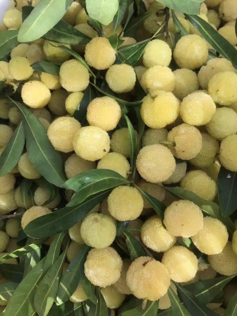 新鲜白杨梅