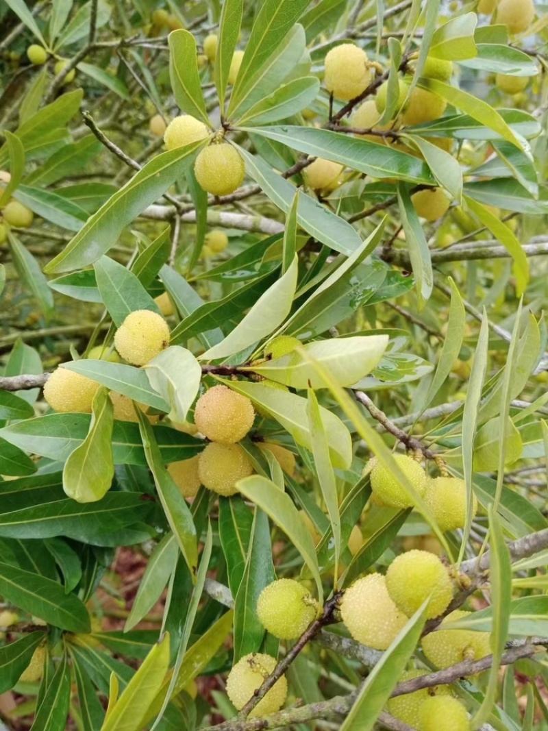 新鲜白杨梅