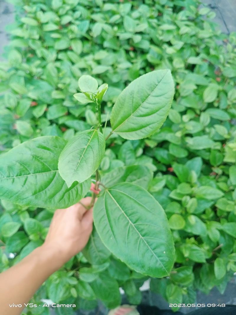 黄金百香果苗