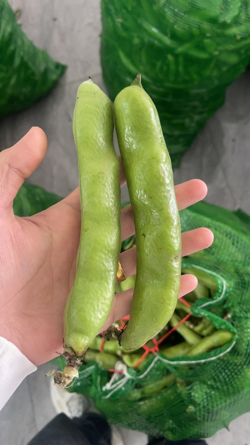 河南大蚕豆，质量保证，量大从优，颗粒饱满时刻保持视频看货