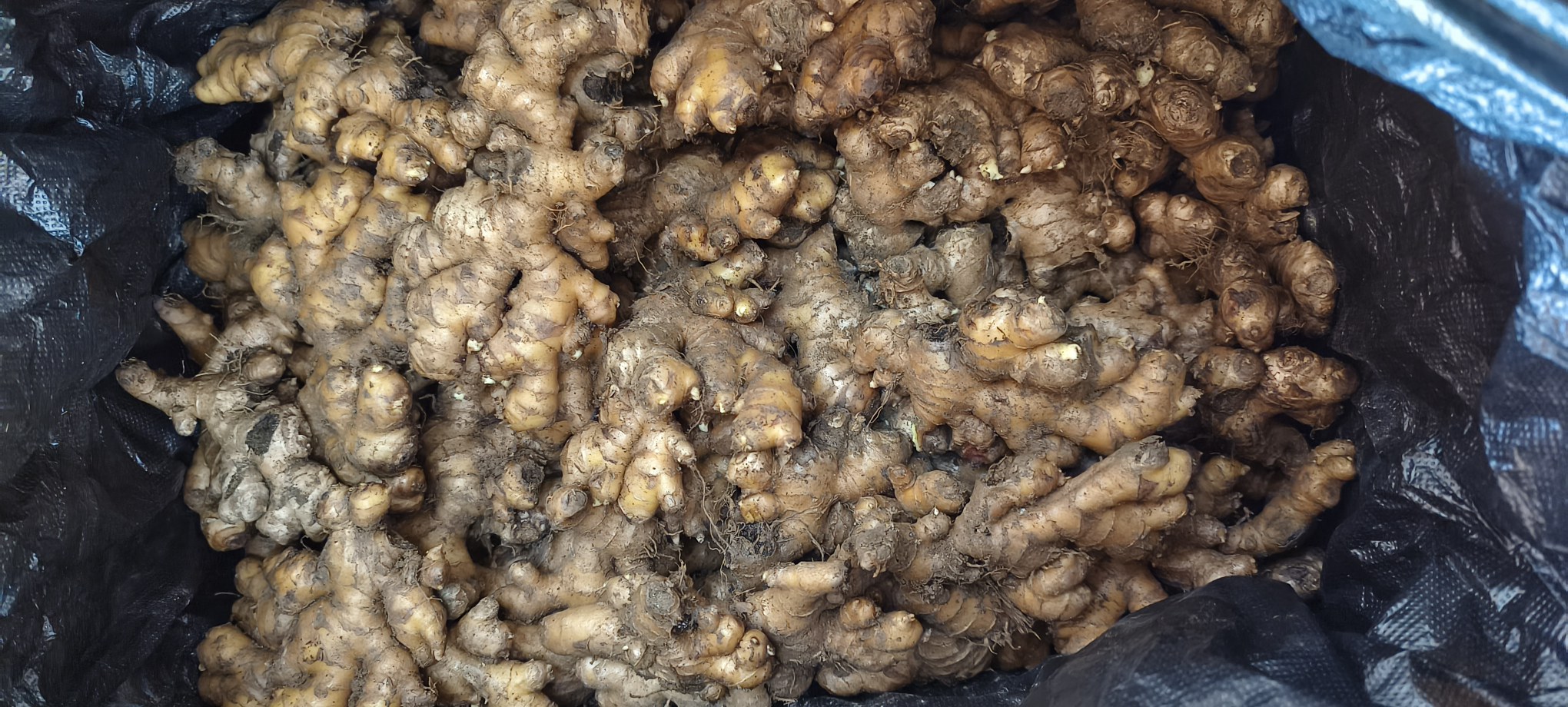 小黄姜浓缩姜汁原材料展示