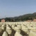 粉丝豌豆粉丝春林粉丝宝鸡粉丝地摊粉丝工厂货源