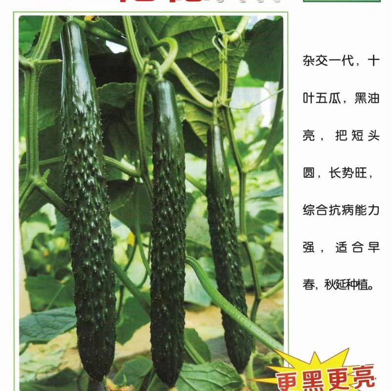 黑油亮品种的升级版乾德A17大黄瓜种子亮的冒油短把密刺