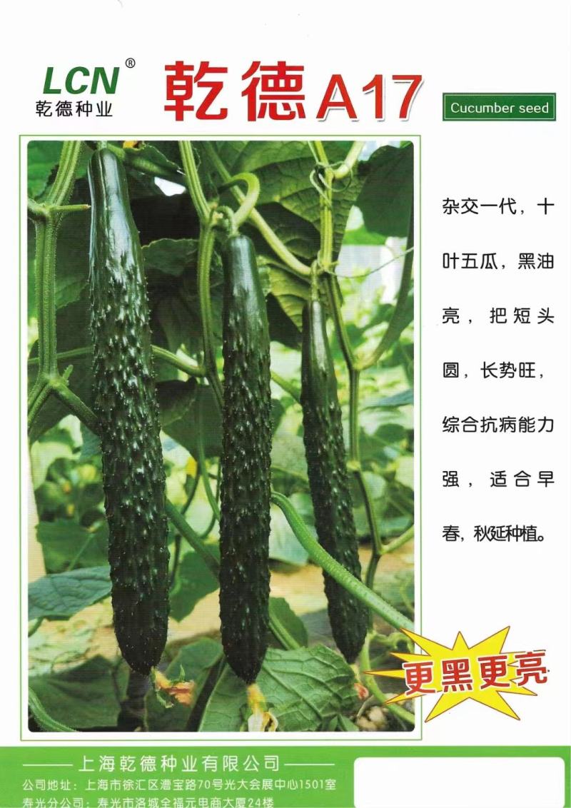 黑油亮品种的升级版乾德A17大黄瓜种子亮的冒油短把密刺