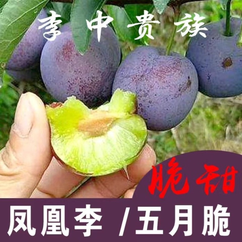 四川精品凤凰李五月脆产地直供一手货源对接电商市场