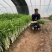 四季芹菜种籽璐通白玉白芹菜种子纤维少耐抽苔香味浓耐热耐寒