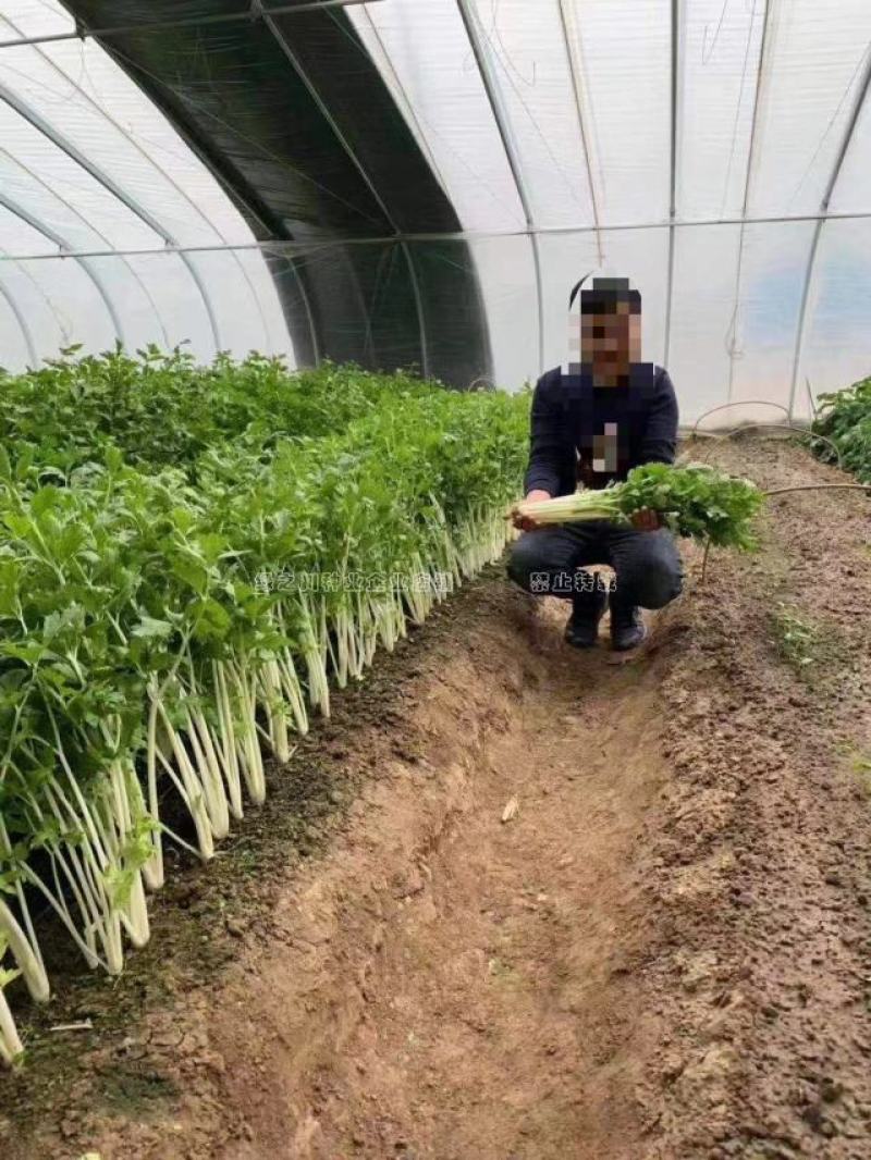 四季芹菜种籽璐通白玉白芹菜种子纤维少耐抽苔香味浓耐热耐寒