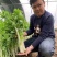 四季芹菜种籽璐通白玉白芹菜种子纤维少耐抽苔香味浓耐热耐寒